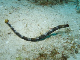 Whitenose Pipefish IMG 4527